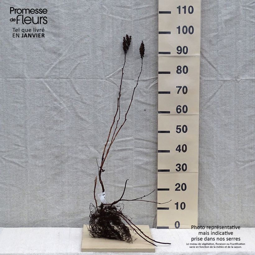 Sorbaria sorbifolia  Bare root sample as delivered in winter
