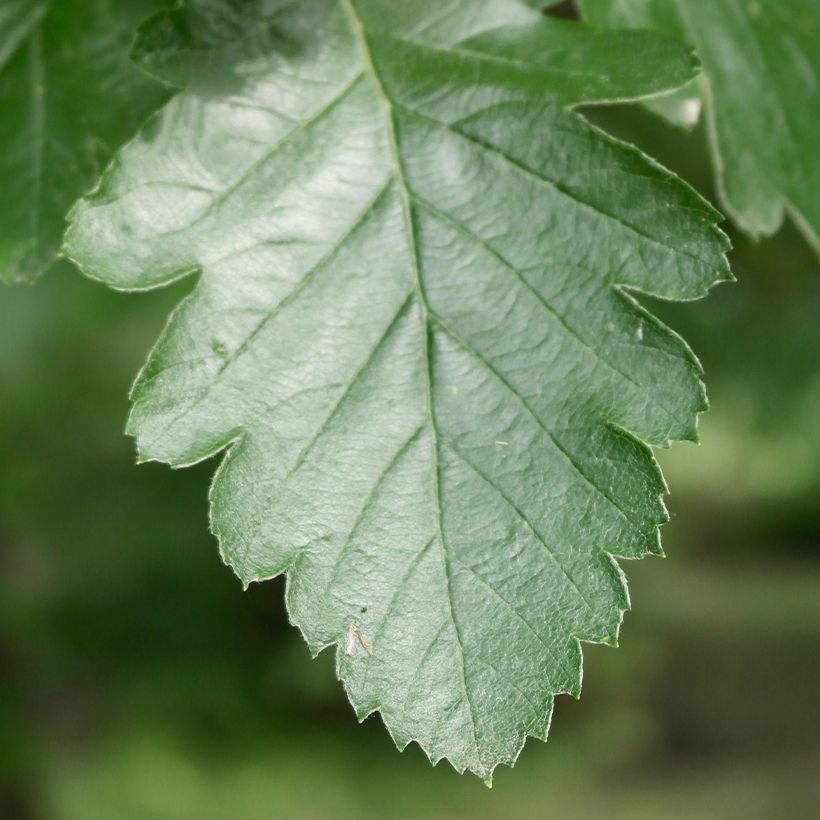 Sorbus intermedia Brouwers (Foliage)
