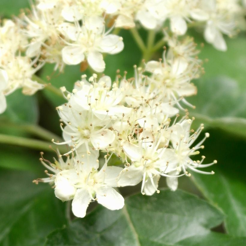 Sorbus intermedia Brouwers (Flowering)