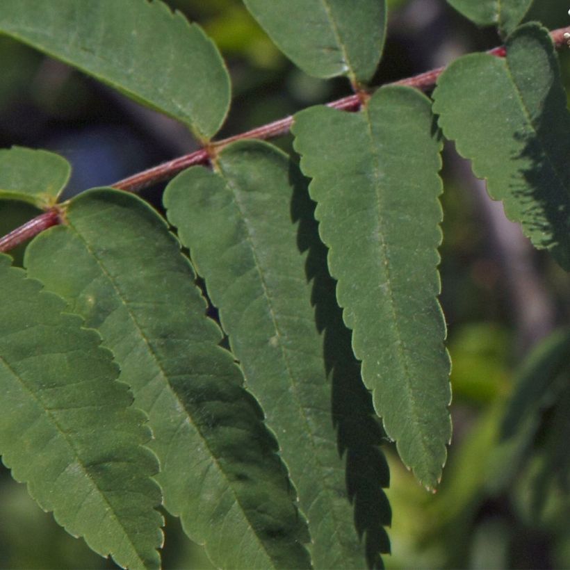 Sorbus aucuparia Sheerwater Seedling (Foliage)