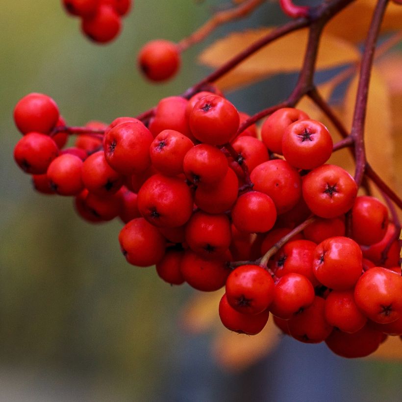 Sorbus aucuparia Sheerwater Seedling (Harvest)