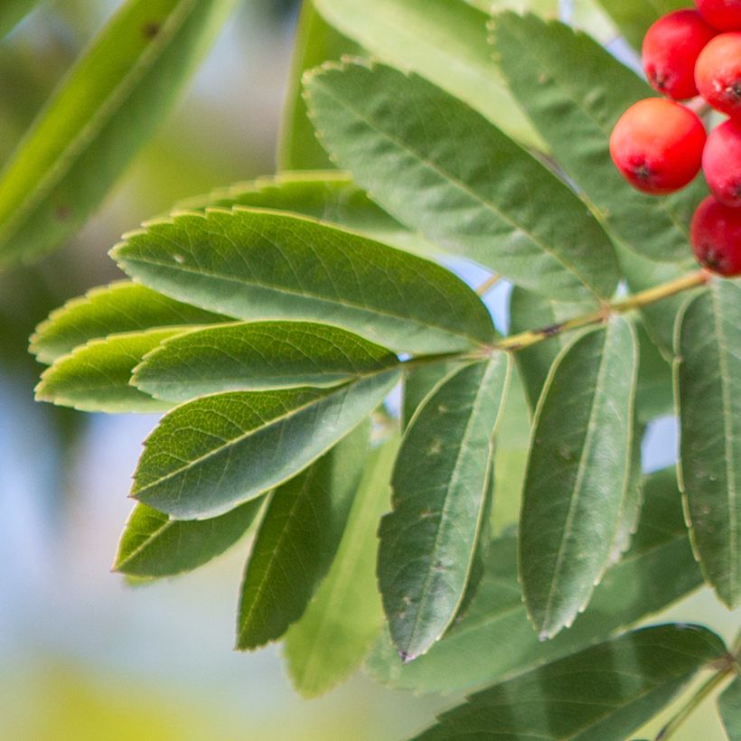 Sorbus aucuparia Wettra (Foliage)