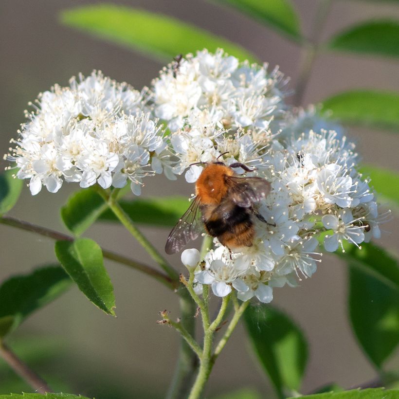 Sorbus aucuparia Wettra (Flowering)