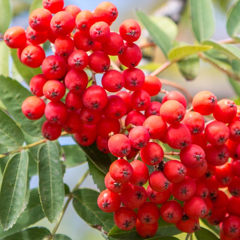 Sorbus aucuparia Wettra (Harvest)