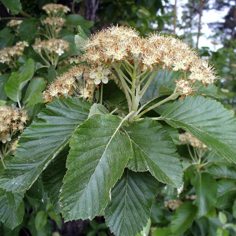 Sorbus aria (Foliage)