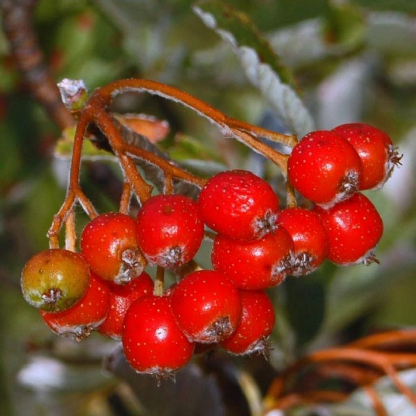 Sorbus aria (Harvest)