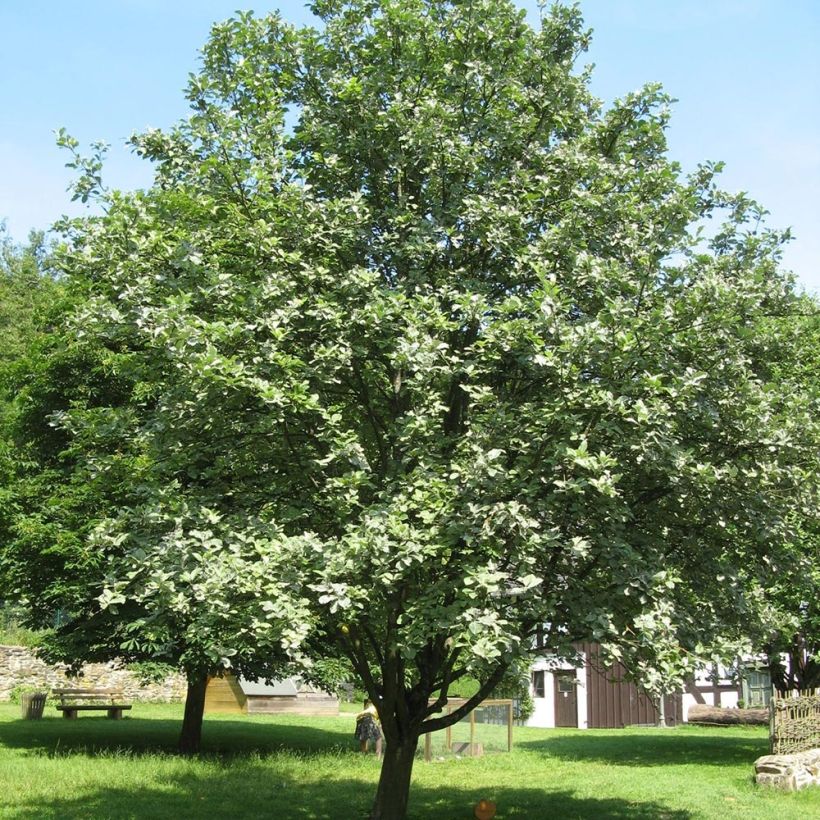 Sorbus aria (Plant habit)