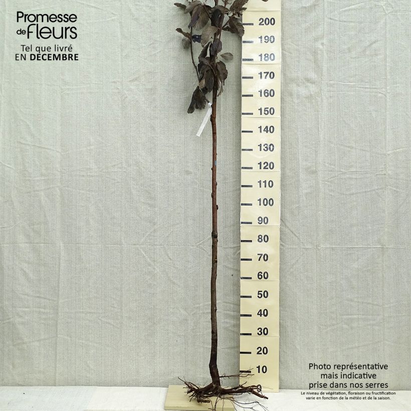 Sorbus aria Bare root sample as delivered in winter