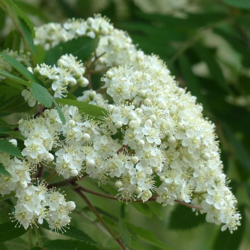 Sorbus aucuparia Autumn Spire (Flowering)