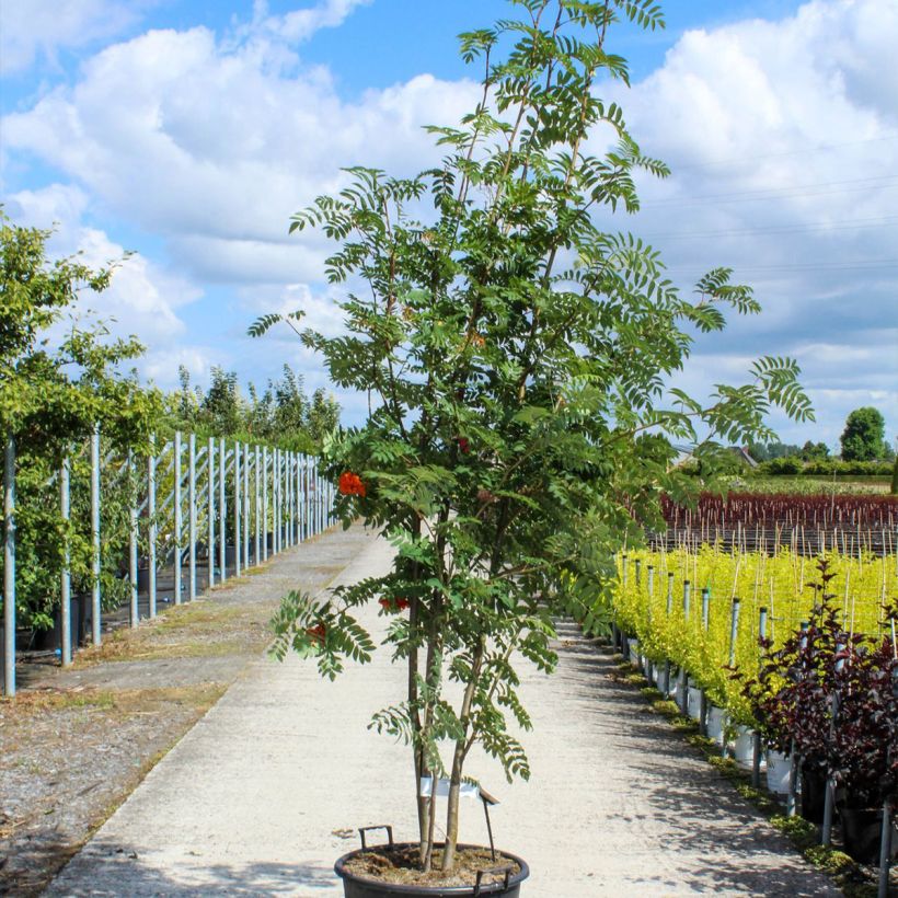 Sorbus aucuparia sample as delivered in spring