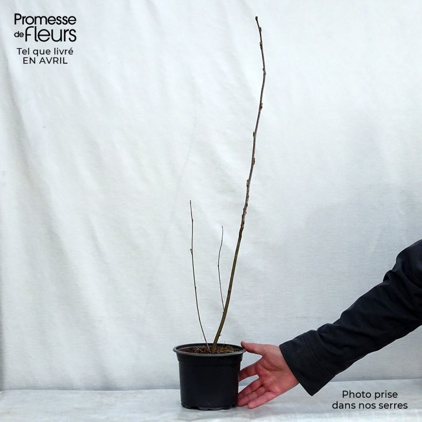 Sorbus aucuparia - Sorbier des oiseleurs en pot de 2L Pot de 2L/3L sample as delivered in spring