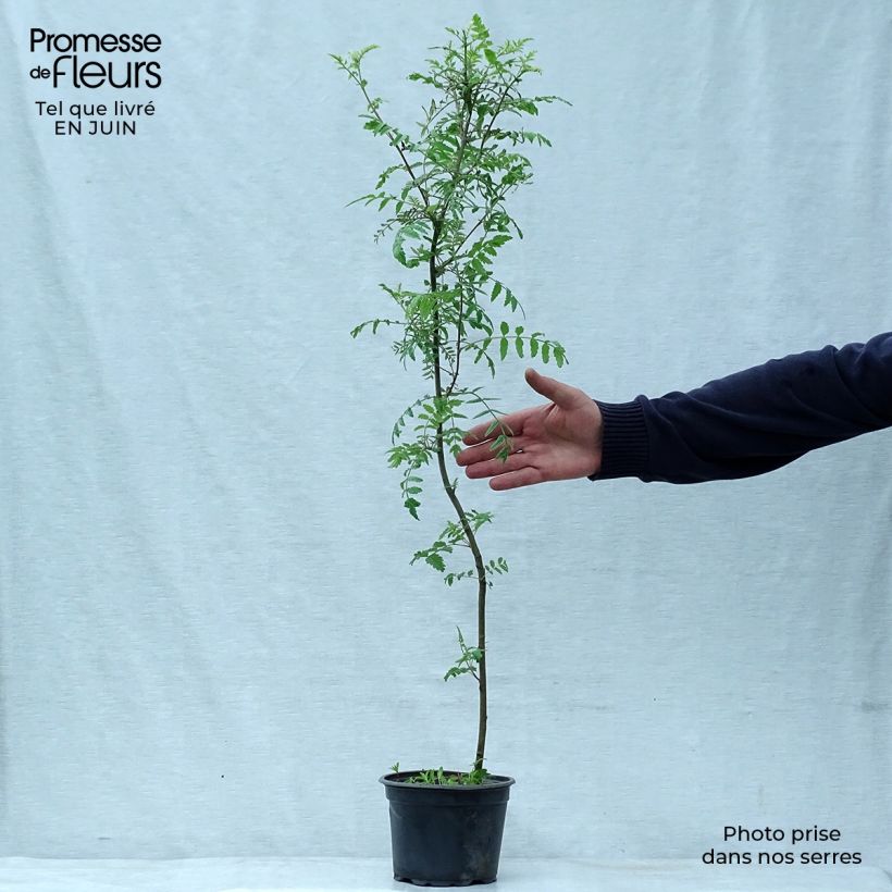 Sorbus aucuparia 2L/3L pot sample as delivered in summer
