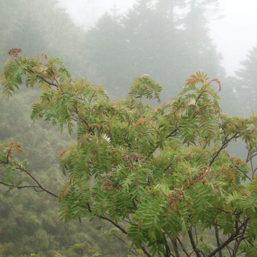 Sorbus randaiensis (Plant habit)