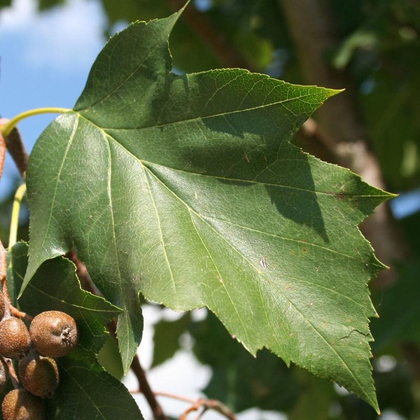 Sorbus torminalis (Foliage)