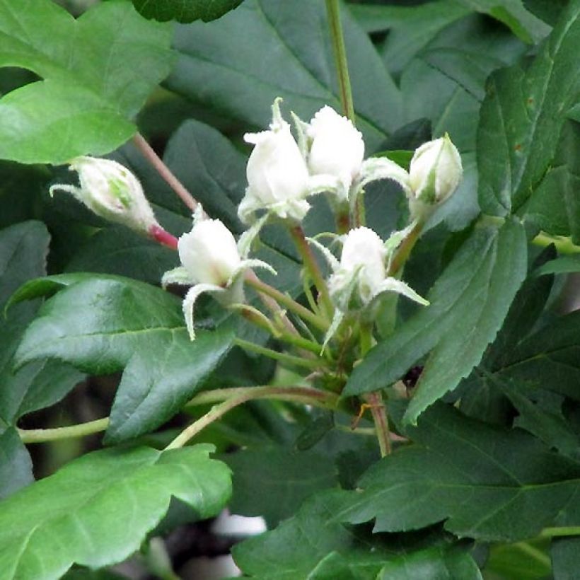 Sorbus torminalis (Flowering)