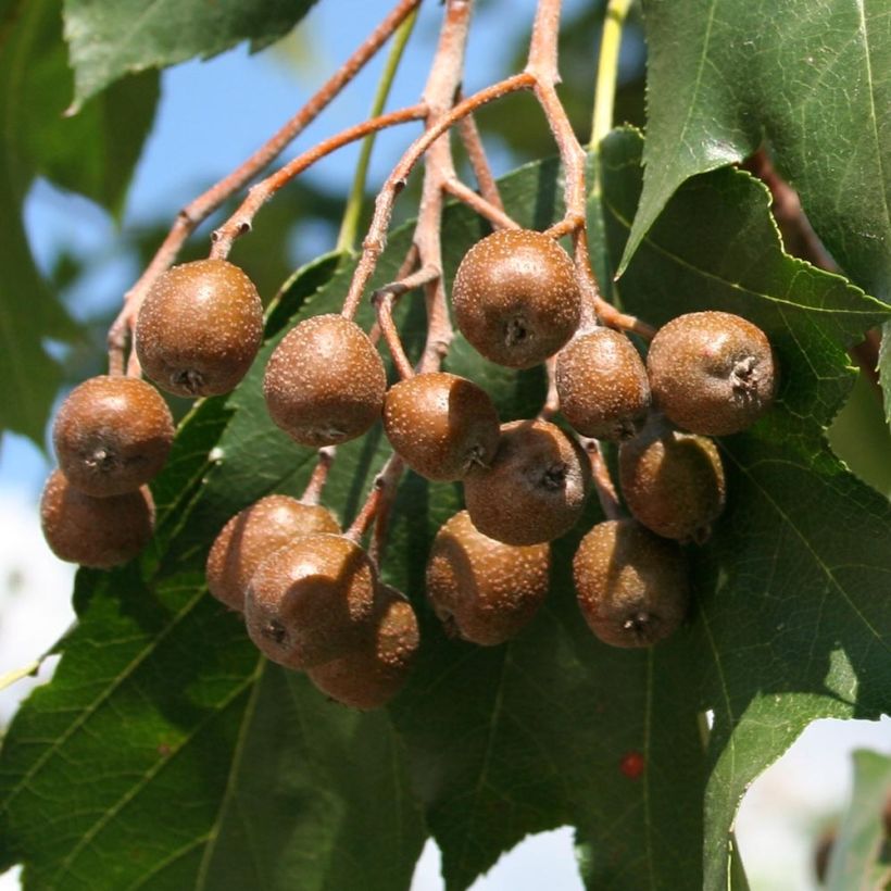 Sorbus torminalis (Harvest)