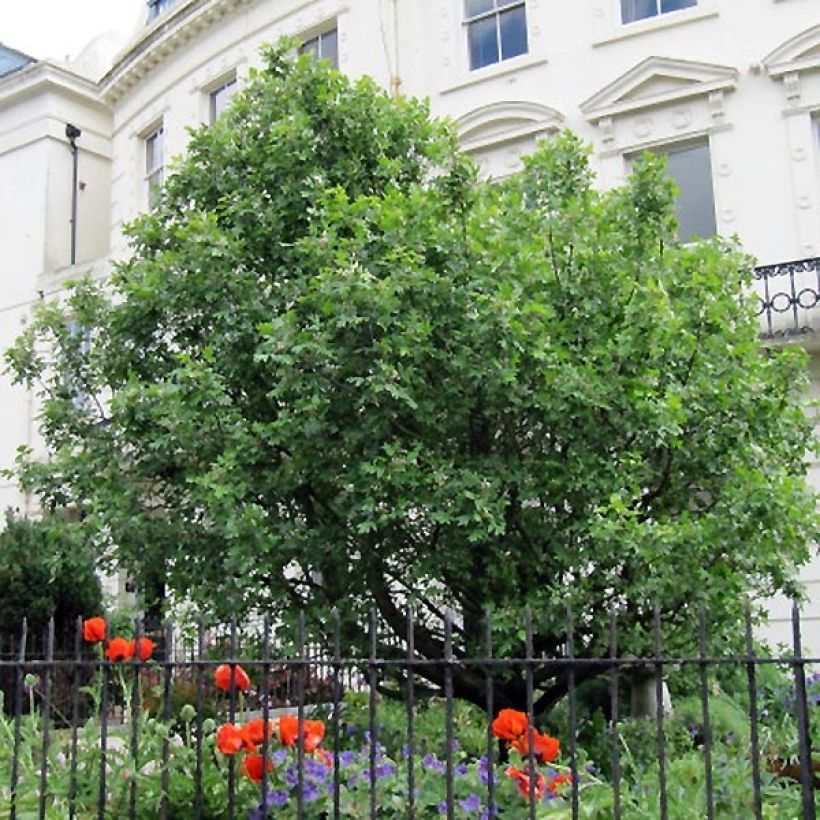 Sorbus torminalis (Plant habit)