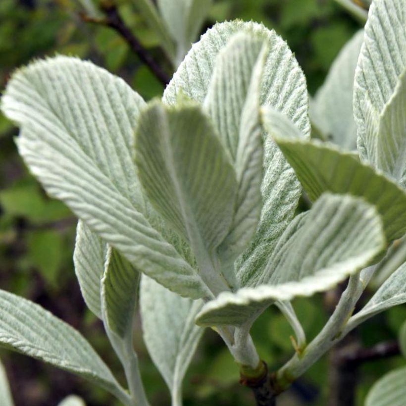 Sorbus wardii (Foliage)