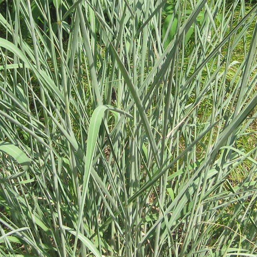 Sorghastrum nutans (Foliage)