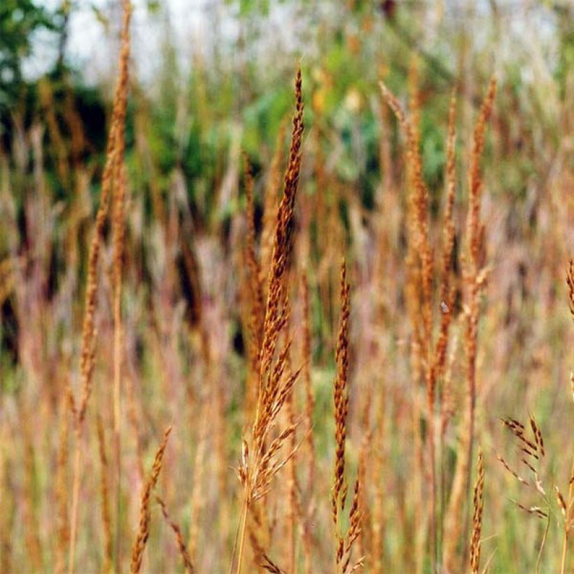 Sorghastrum nutans (Flowering)