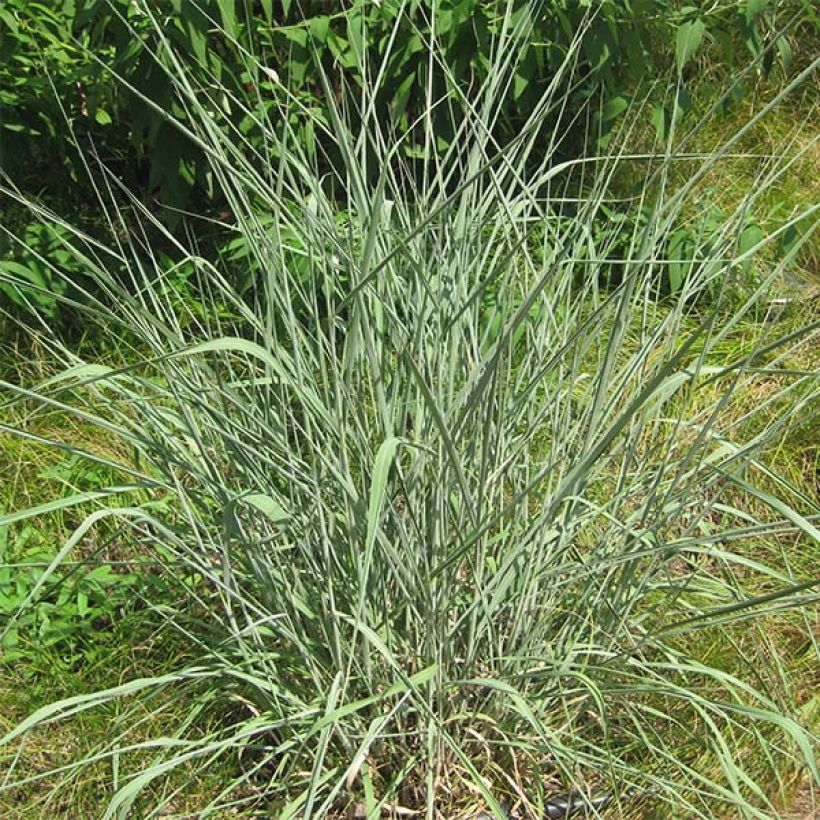 Sorghastrum nutans (Plant habit)