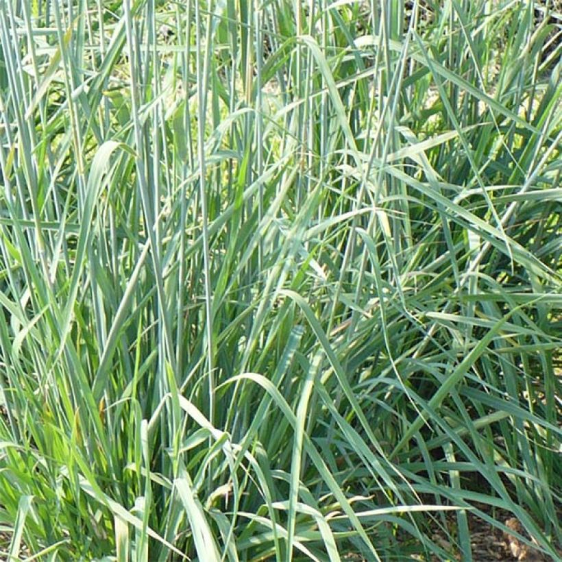 Sorghastrum nutans Sioux Blue (Foliage)