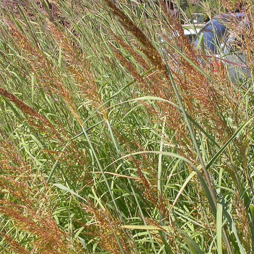 Sorghastrum nutans Sioux Blue (Flowering)