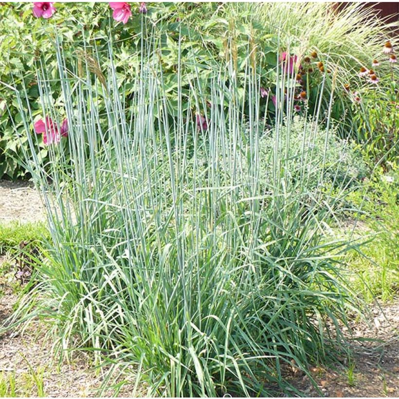 Sorghastrum nutans Sioux Blue (Plant habit)