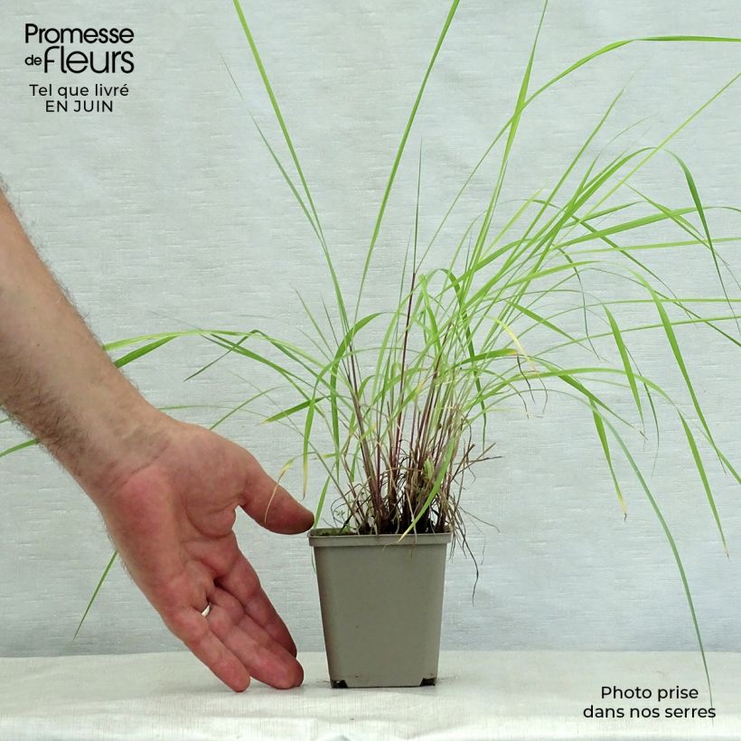 Sorghastrum nutans Sioux Blue 8/9 cm pot sample as delivered in summer