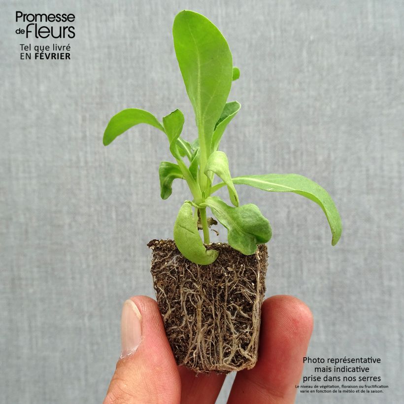 Calendula officinalis Orange Gitana - Marigold Plug plants 3.8 x 3.2cm - Tray of 16 sample as delivered in autumn