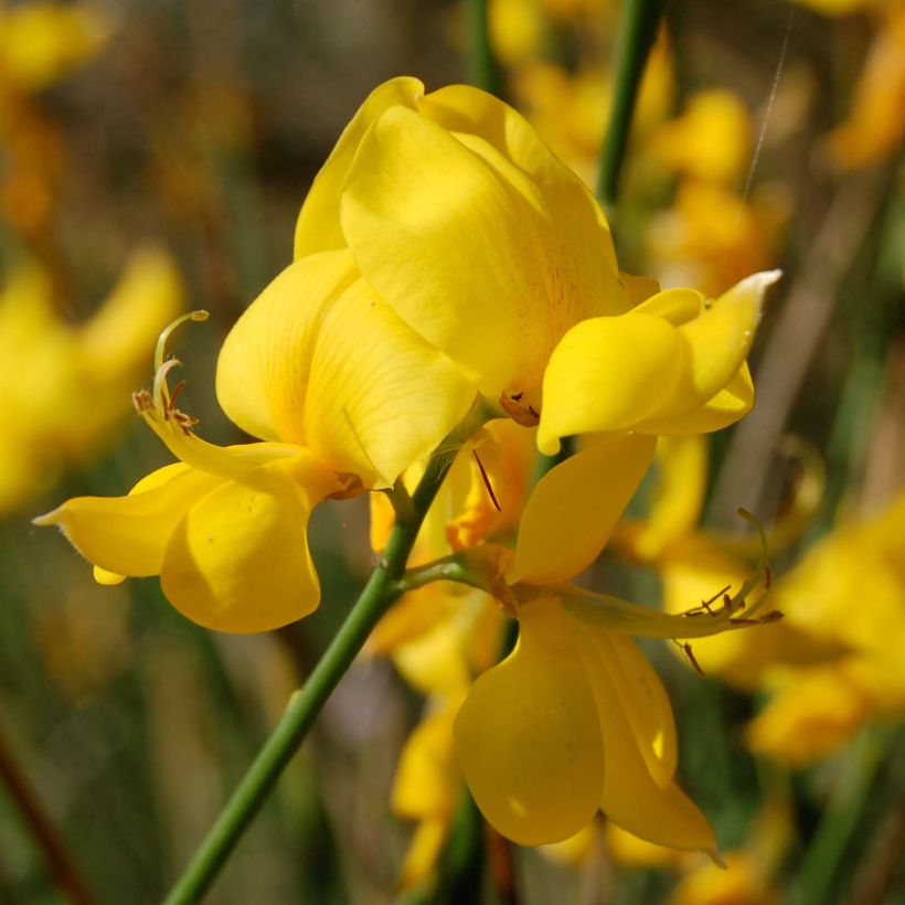 Spartium junceum (Flowering)