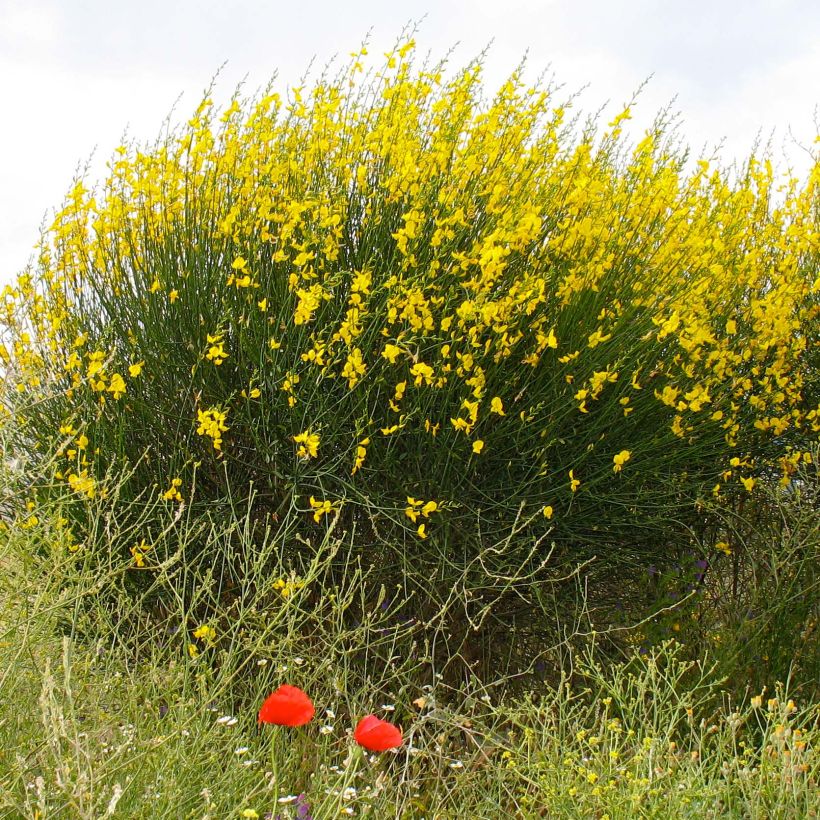 Spartium junceum (Plant habit)