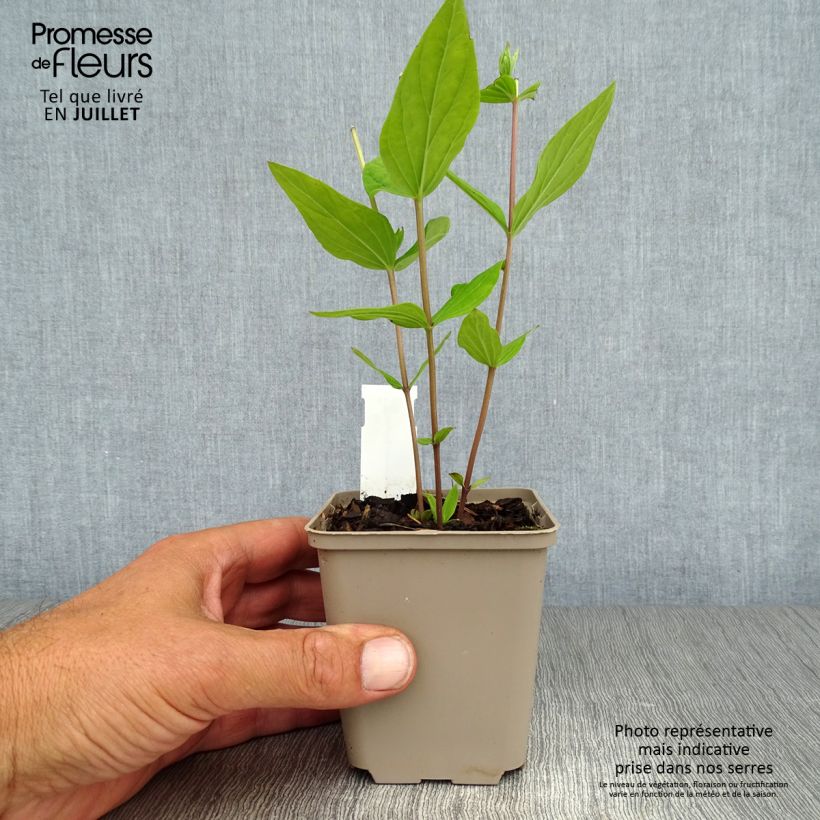 Spigelia marilandica 8/9 cm pot sample as delivered in summer