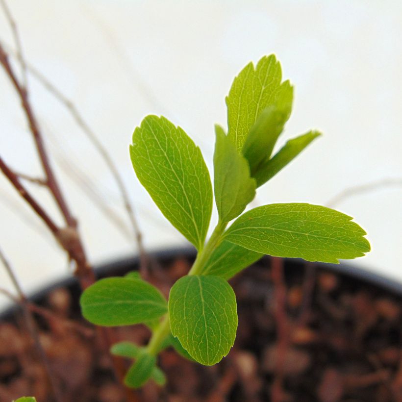 Spiraea arguta (Foliage)