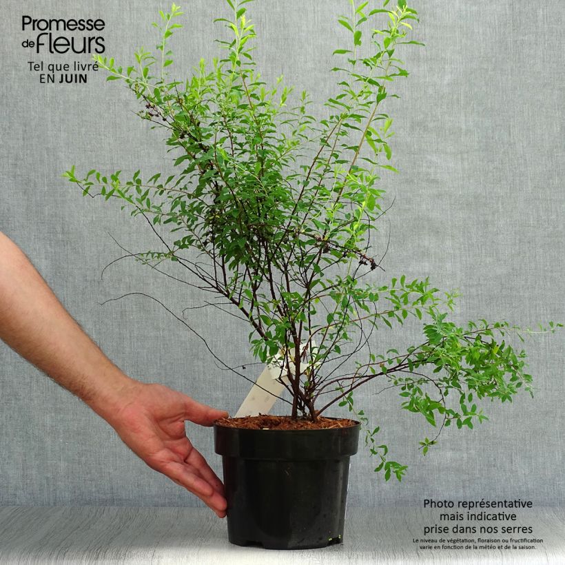Spiraea arguta 3L/4L pot sample as delivered in summer