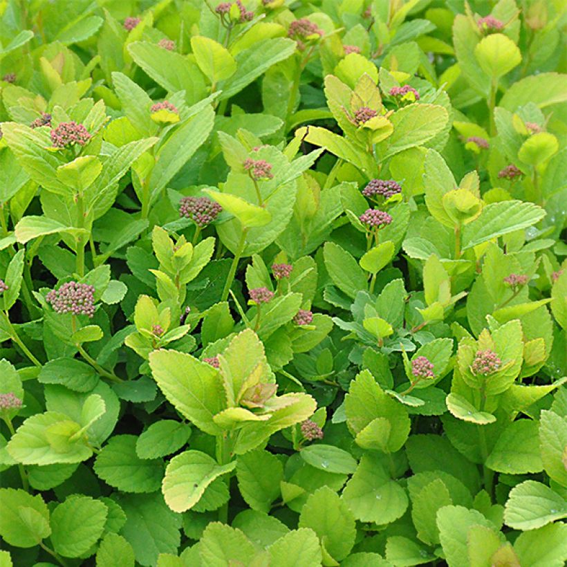 Spiraea betulifolia PINK SPARKLER  COURISPI01 (Foliage)