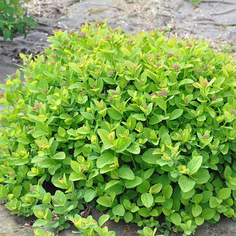 Spiraea betulifolia PINK SPARKLER  COURISPI01 (Plant habit)