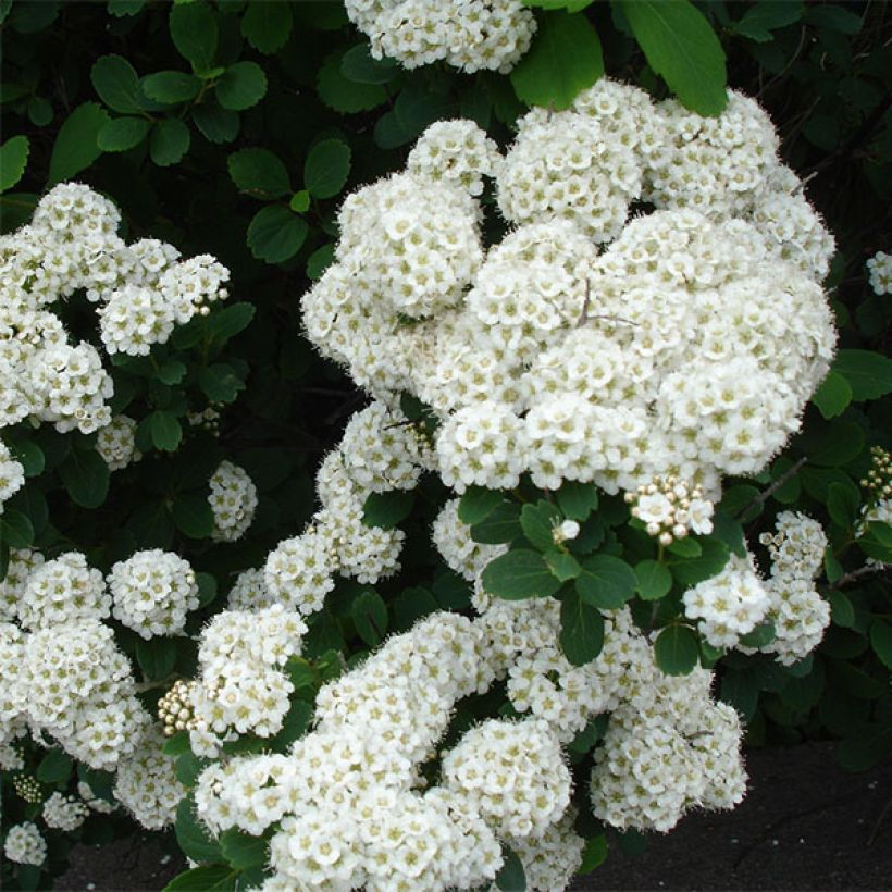 Spiraea betulifolia Tor (Flowering)