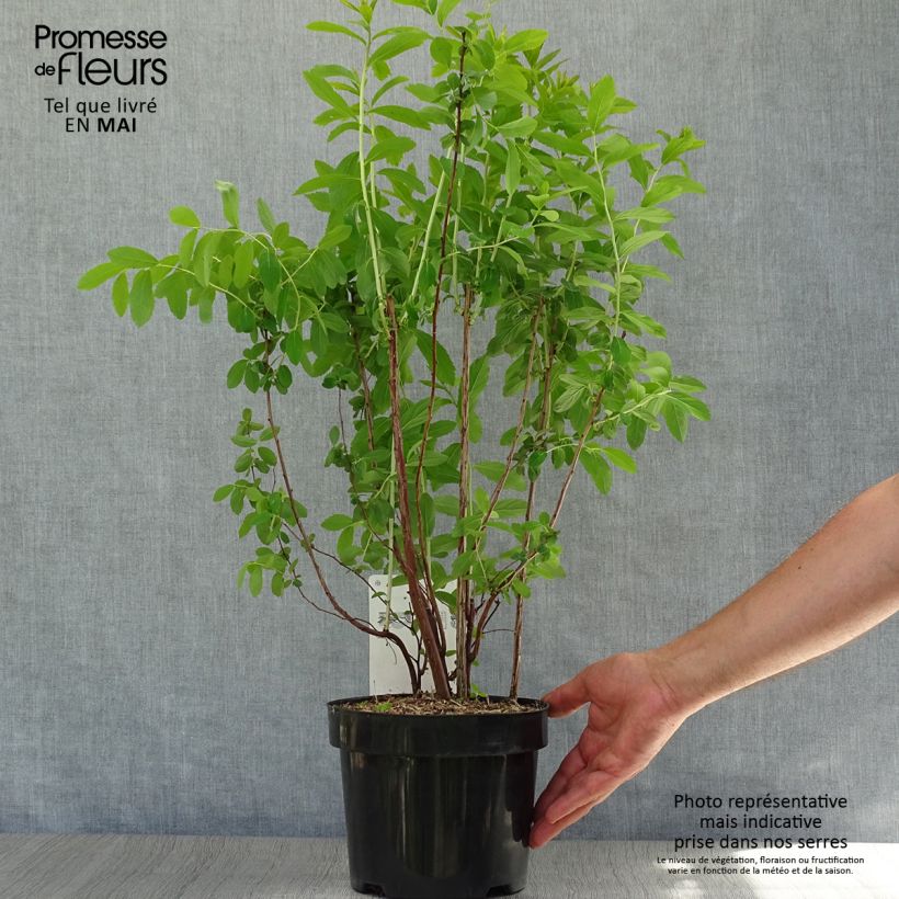 Spiraea x billiardii 3L/4L pot sample as delivered in spring