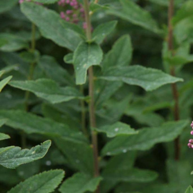 Spiraea x billiardii (Foliage)