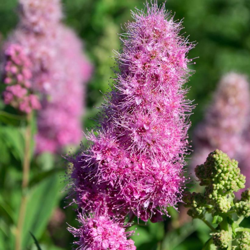 Spiraea x billiardii (Flowering)