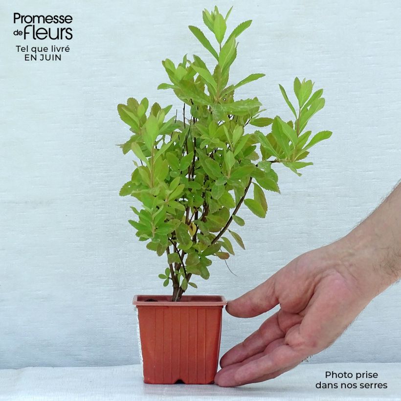 Spiraea x billiardii 8/9 cm pot sample as delivered in summer