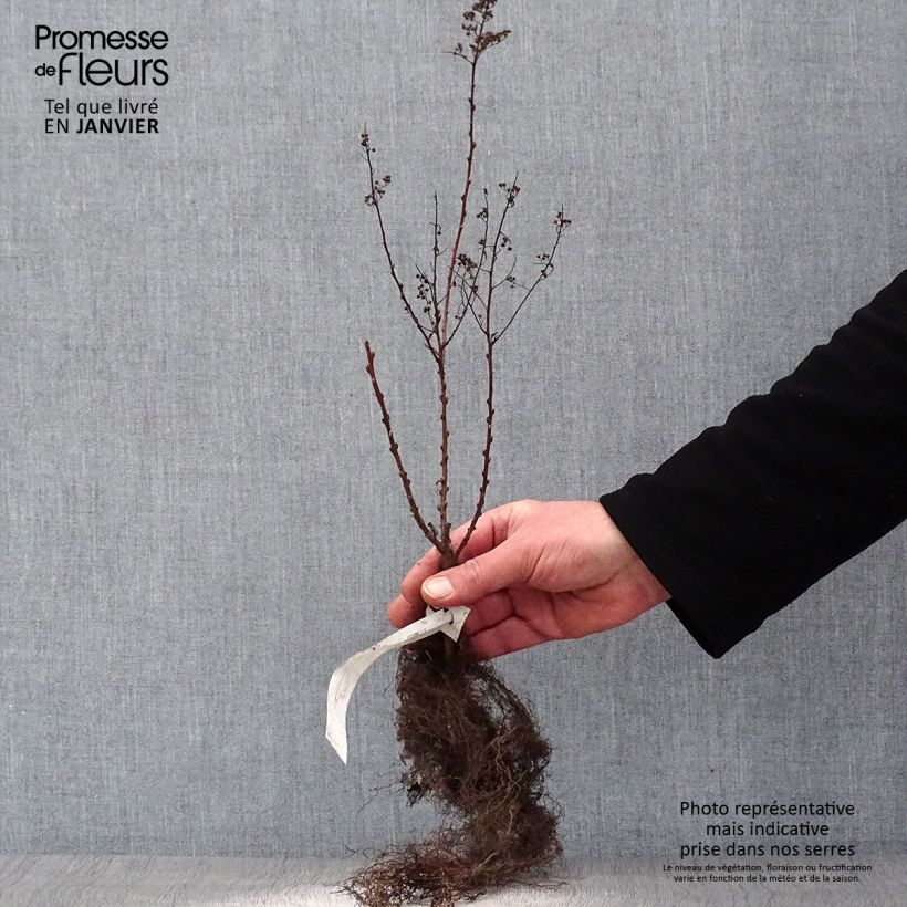 Spiraea x billiardii Bare root sample as delivered in winter