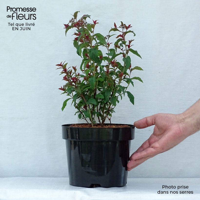 Spiraea bumalda Superstar 3L/4L pot sample as delivered in summer