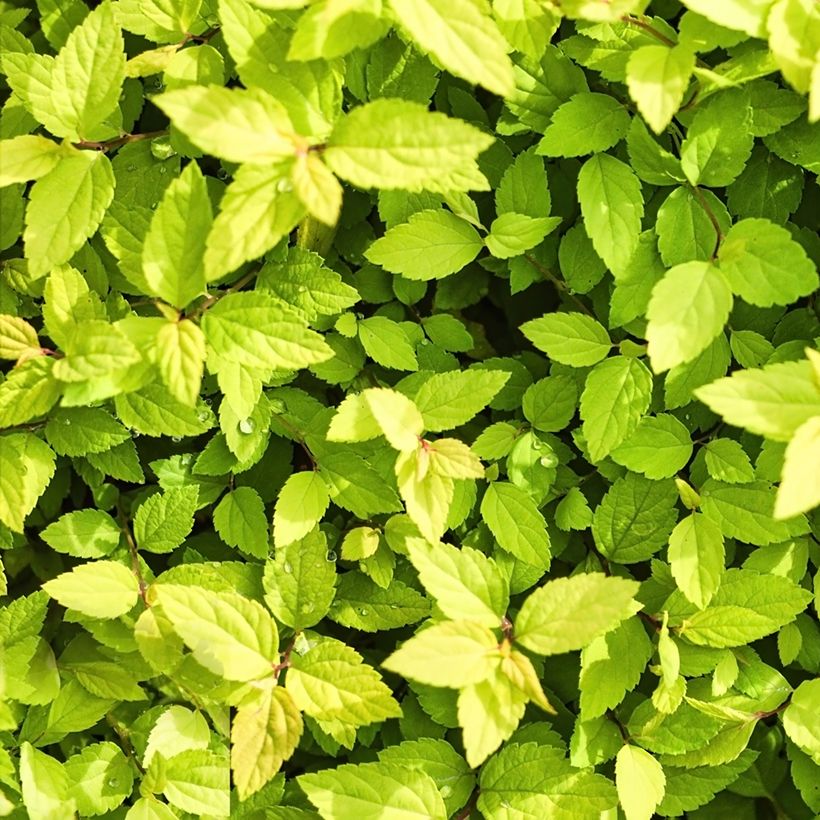 Spiraea chamaedryfolia (Foliage)