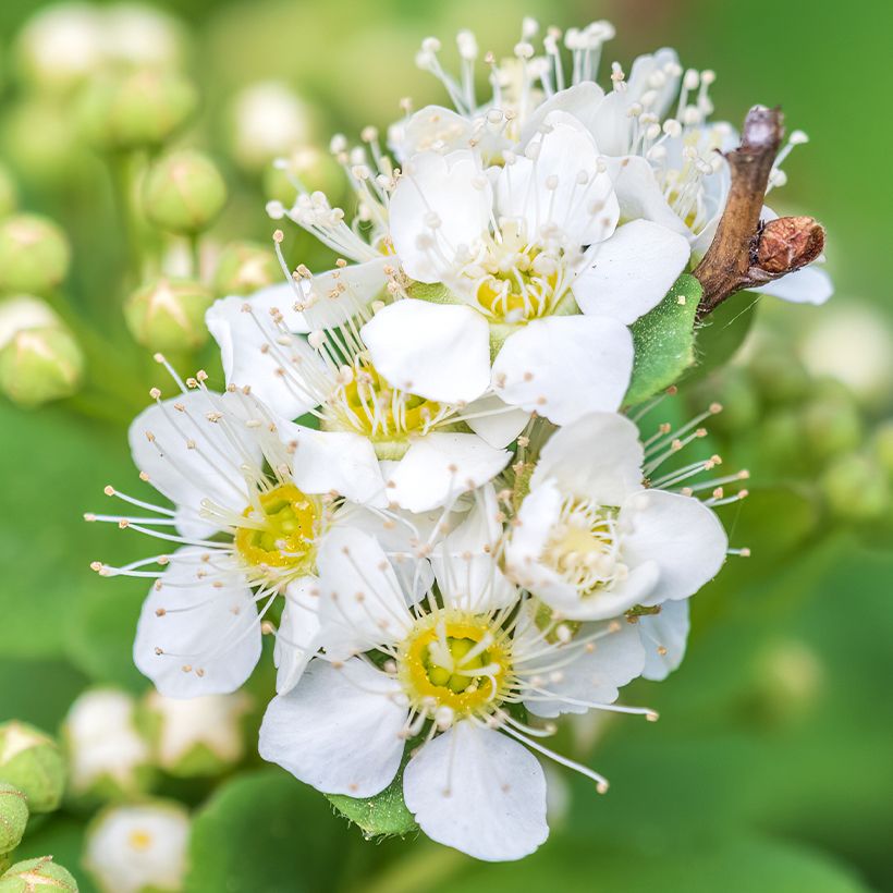 Spiraea chamaedryfolia (Flowering)