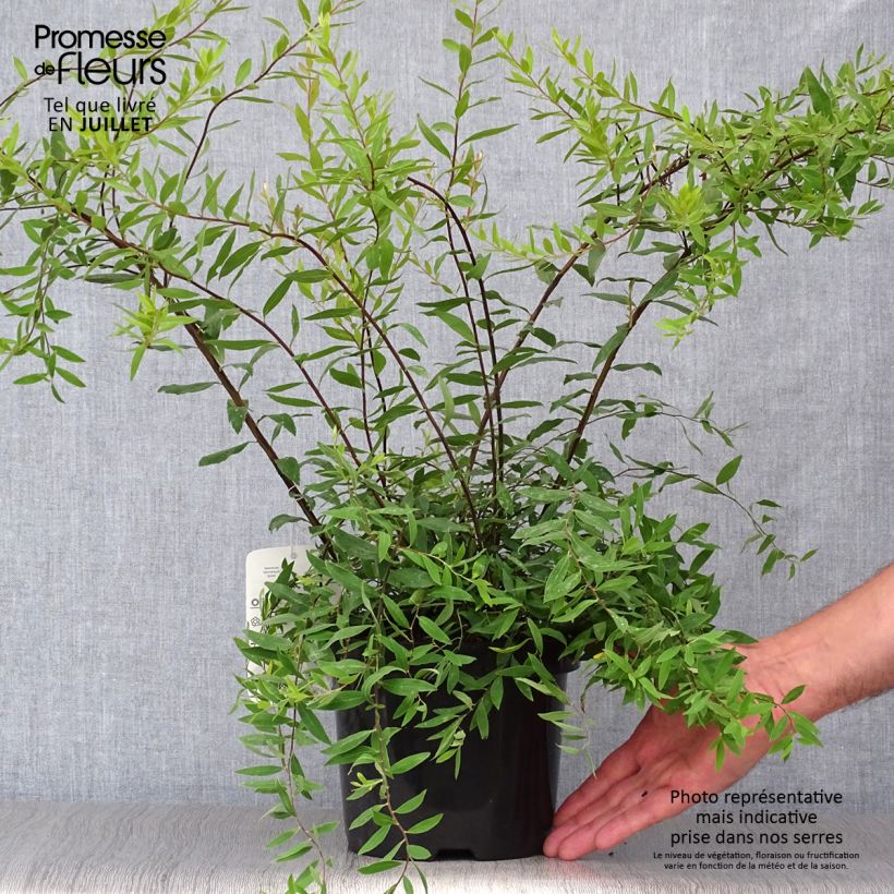 Spiraea cinerea Graciosa 2L/3L pot sample as delivered in summer