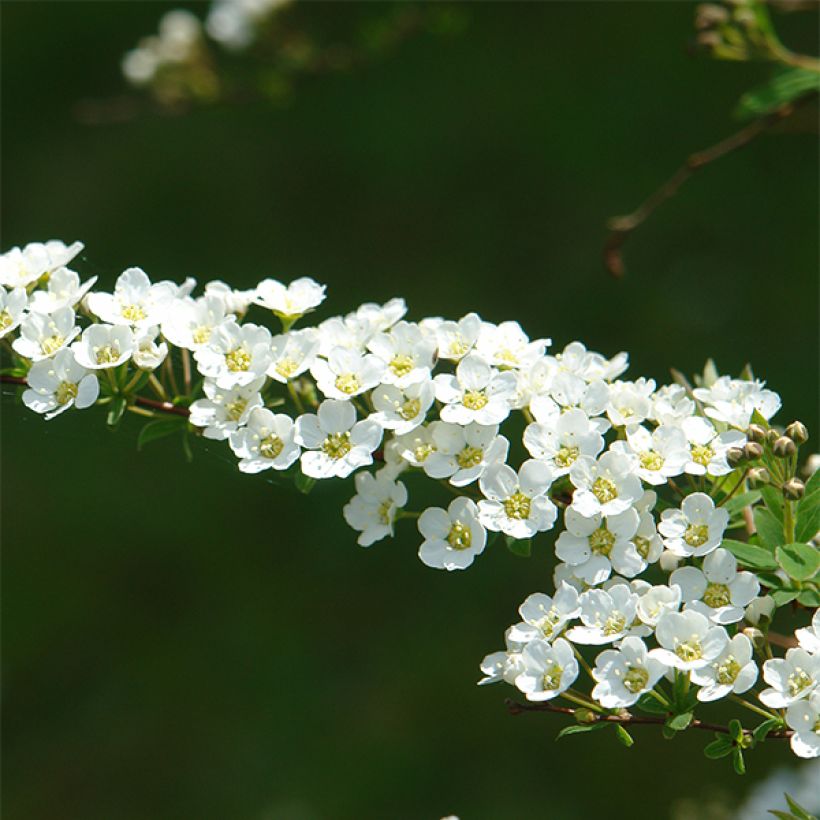 Spiraea cinerea Grefsheim (Flowering)