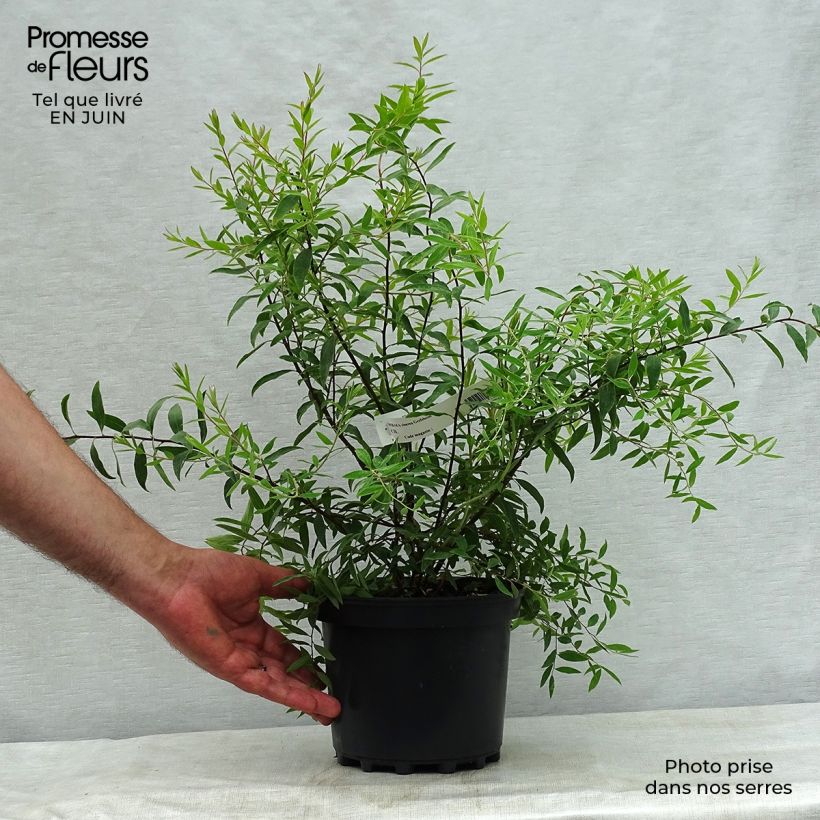 Spiraea cinerea Grefsheim 3L/4L pot sample as delivered in summer