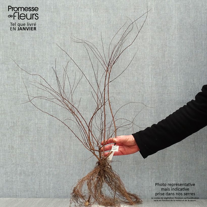 Spiraea cinerea Grefsheim Bare root sample as delivered in winter